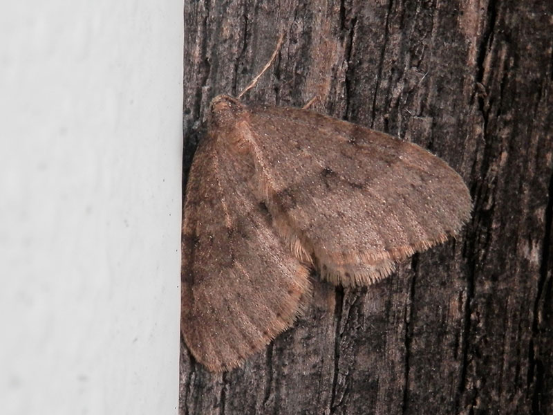 Operophtera brumata 